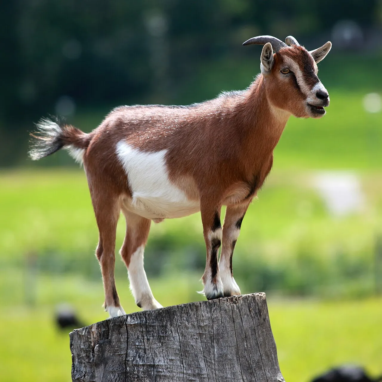 Hewan ternak kambing merumput di padang rumput hijau
