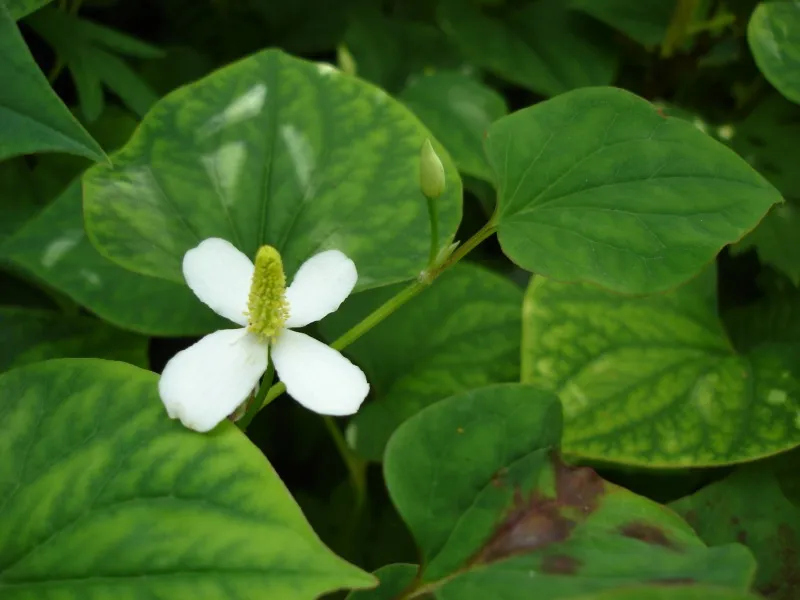 Foto tanaman Houttuynia cordata yang menunjukkan daun berbentuk hati dan bunga putih