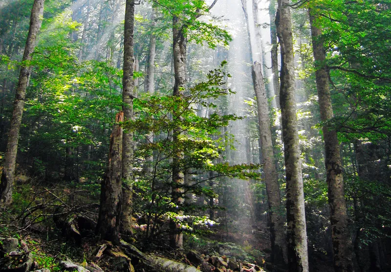 Hutan primer menyediakan habitat unik dan berperan penting dalam menjaga stabilitas iklim global