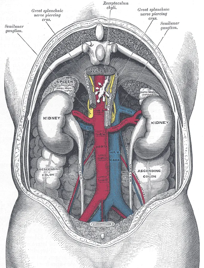Ilustrasi anatomi organ ginjal manusia dan sistem ekskresi