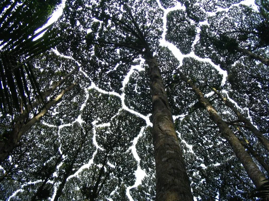 Pohon kapur barus Dryobalanops aromatica yang menjulang tinggi di hutan tropis