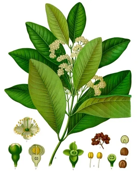 Ilustrasi ranting, bunga, dan buah Allspice atau Pimenta dioica