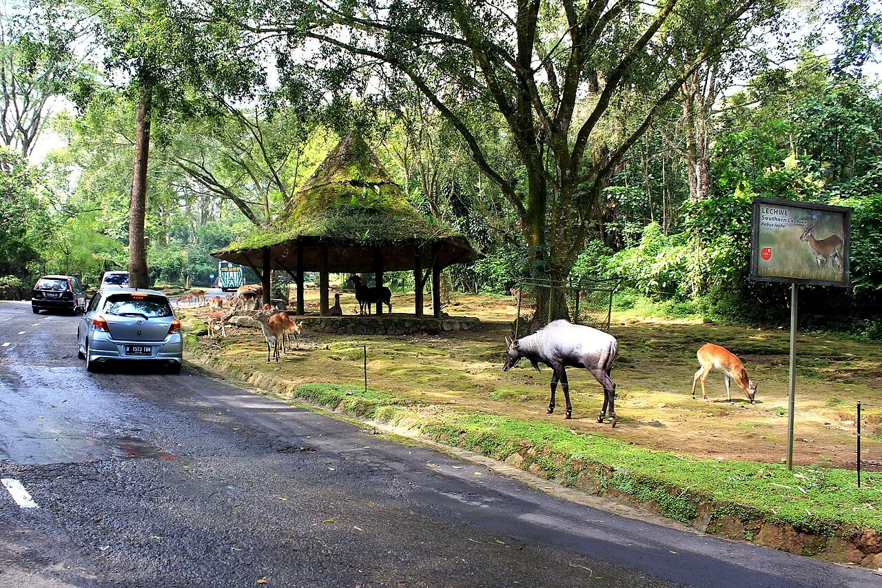 Koleksi satwa dan area hijau di Taman Safari Indonesia Bogor
