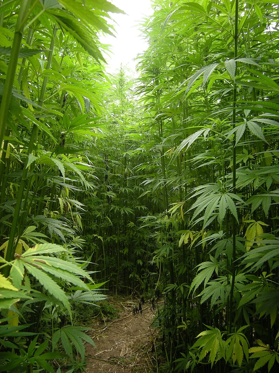 Ilustrasi atau foto tanaman hemp yang menunjukkan bagian serat dan potensi pemanfaatannya di bidang industri