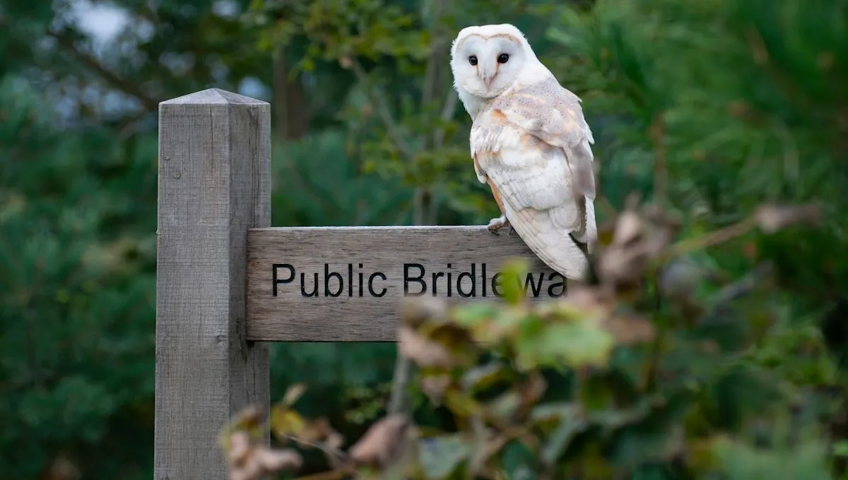 Proyek restorasi alam di Broughton Sanctuary Inggris kembalikan lima spesies burung hantu
