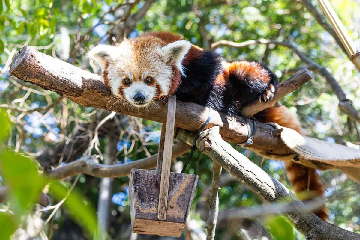 Red panda Ruby di Santa Barbara Zoo California