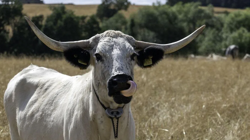 Sapi White Park langka dilepas di Castle Howard Estate dalam proyek rewilding