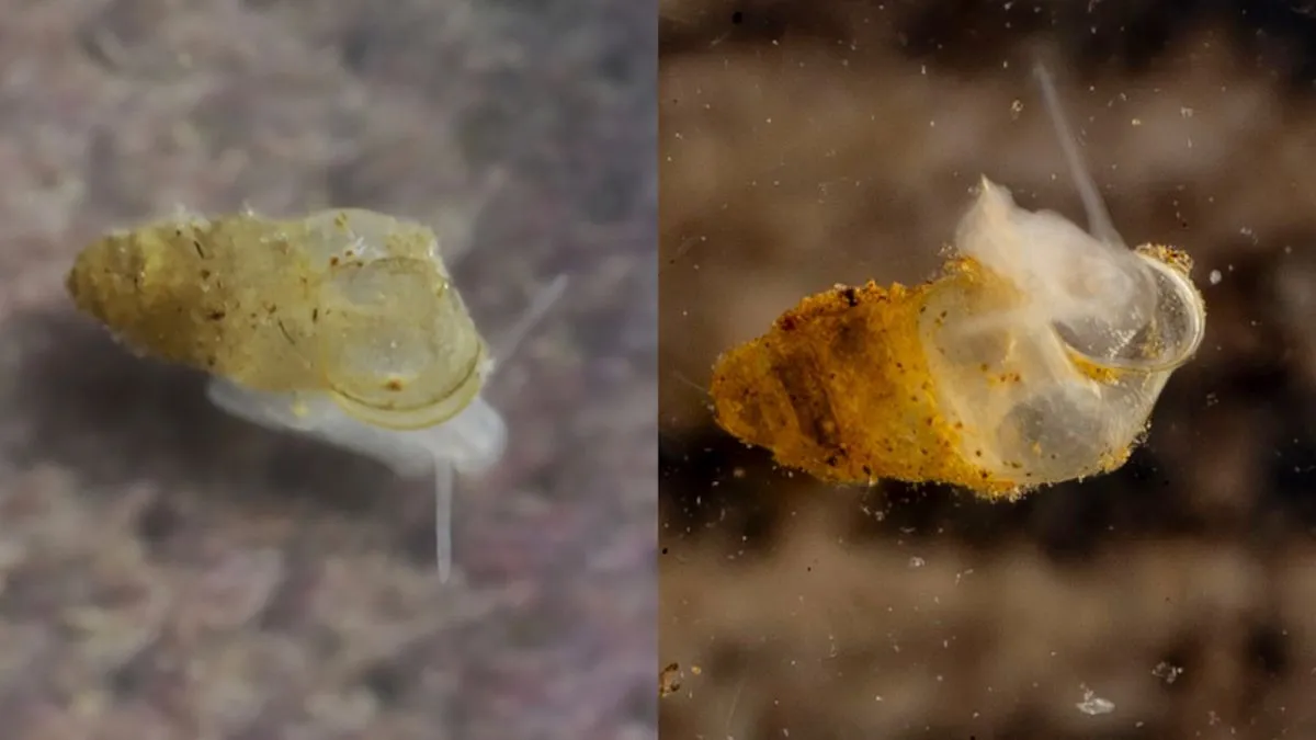 Siput gua langka Erhaia dijiang yang ditemukan di pegunungan China