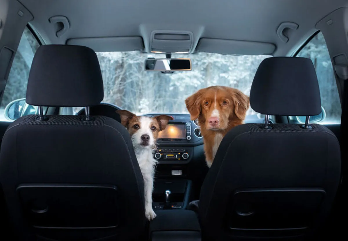 Tips penting traveling bersama anjing senior agar road trip tetap aman dan nyaman
