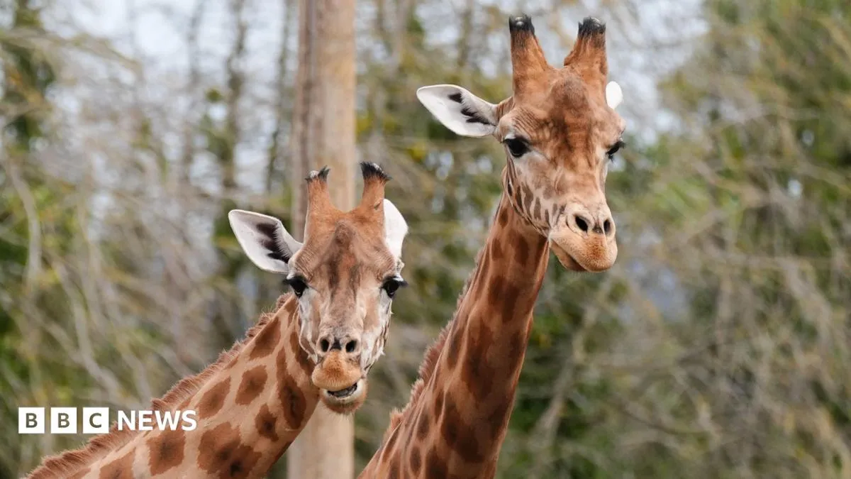 Harimau Sumatra di Twycross Zoo sebagai ilustrasi dampak biaya konservasi