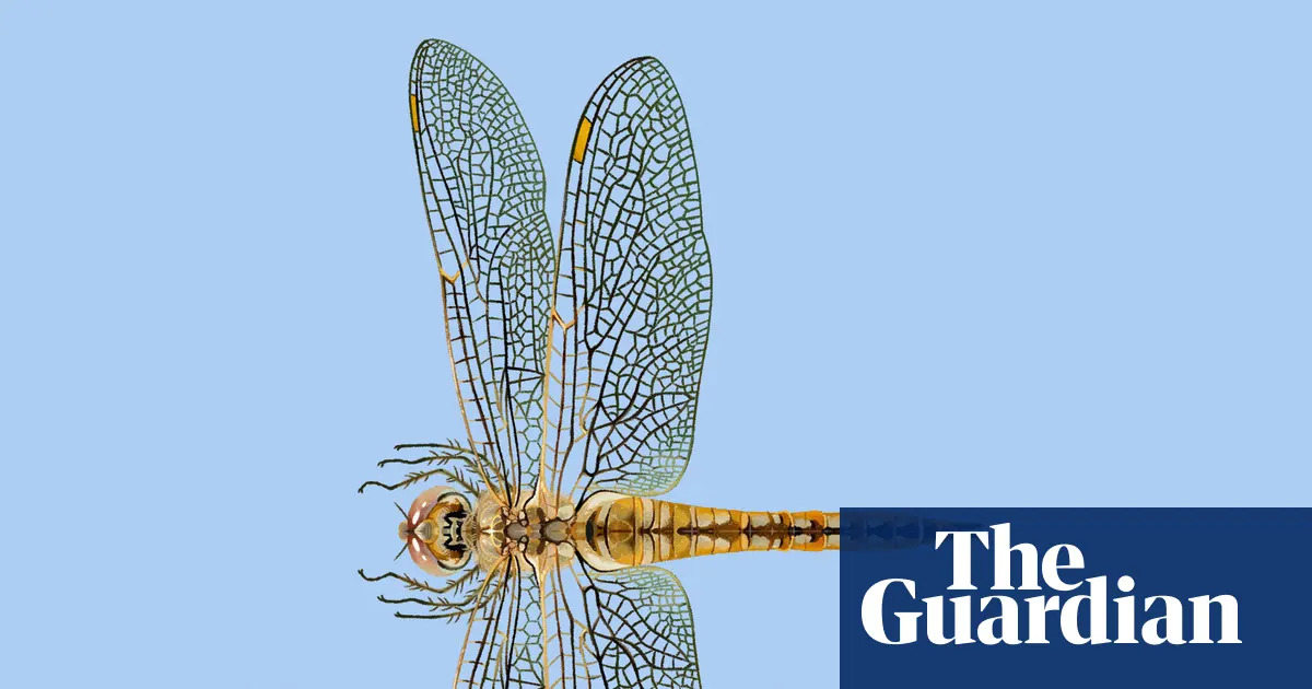 Capung wandering glider terbang di atas vegetasi hijau