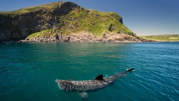 Wisatawan mengamati hiu basking raksasa di perairan pantai Irlandia