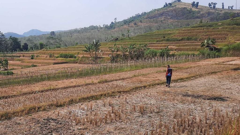 Kondisi tanah sawah mengering dan retak-retak akibat kemarau panjang di Kabupaten Bandung Barat