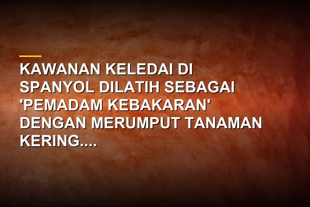Kawanan keledai merumput di pegunungan Katalonia Spanyol untuk mencegah kebakaran hutan