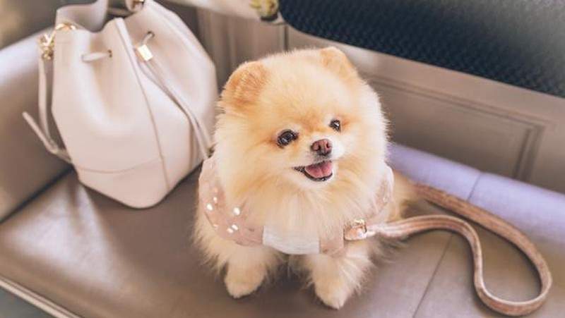 Kasus pelecehan anjing Pomeranian di Penjaringan, Jakarta Utara, diselidiki polisi