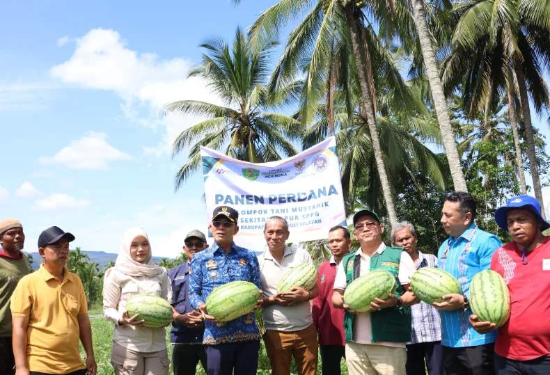 Kelompok tani mustahik binaan Baznas Tapsel panen perdana semangka untuk program Makan Bergizi Gratis