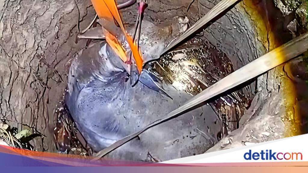 Petugas Damkar Sagaranten melakukan evakuasi sapi berbobot 500 kg dari dalam sumur tua di Sukabumi