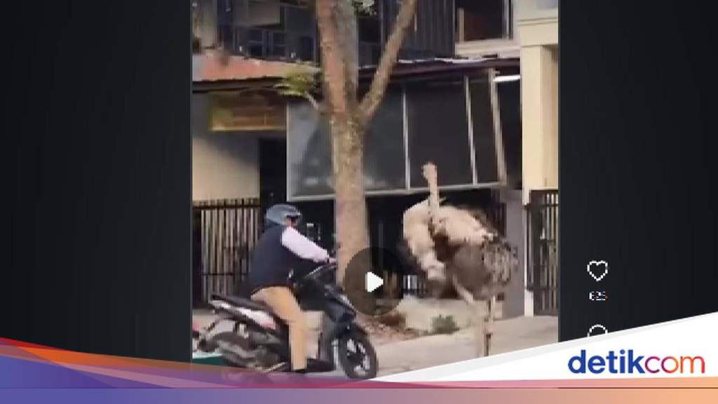 Seekor burung unta lepas dan berkeliaran di jalanan kawasan Buahbatu Bandung
