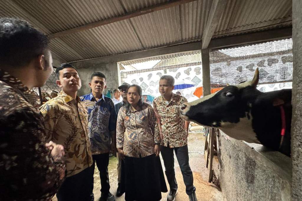 Wapres Gibran Rakabuming meninjau peternakan sapi di Boyolali